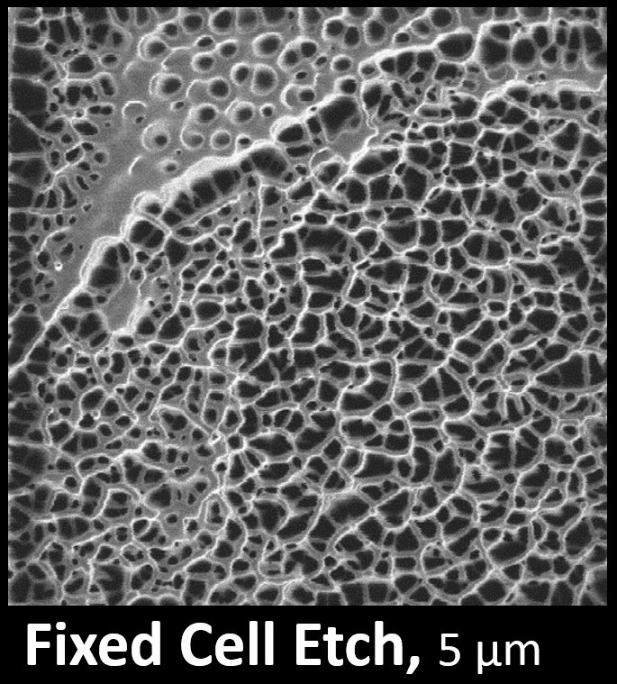 Cell Image